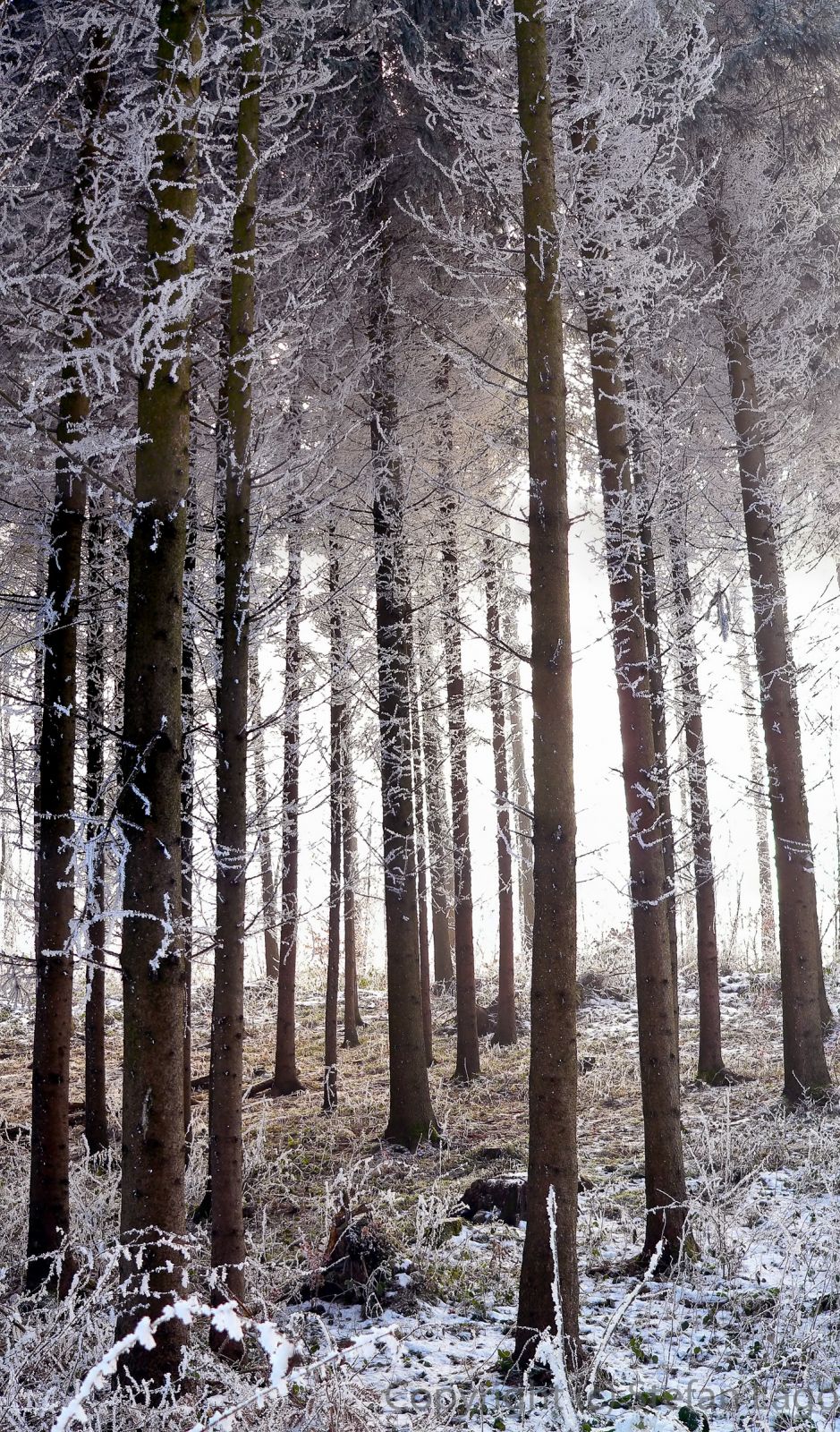 (2488 x 4240 px)